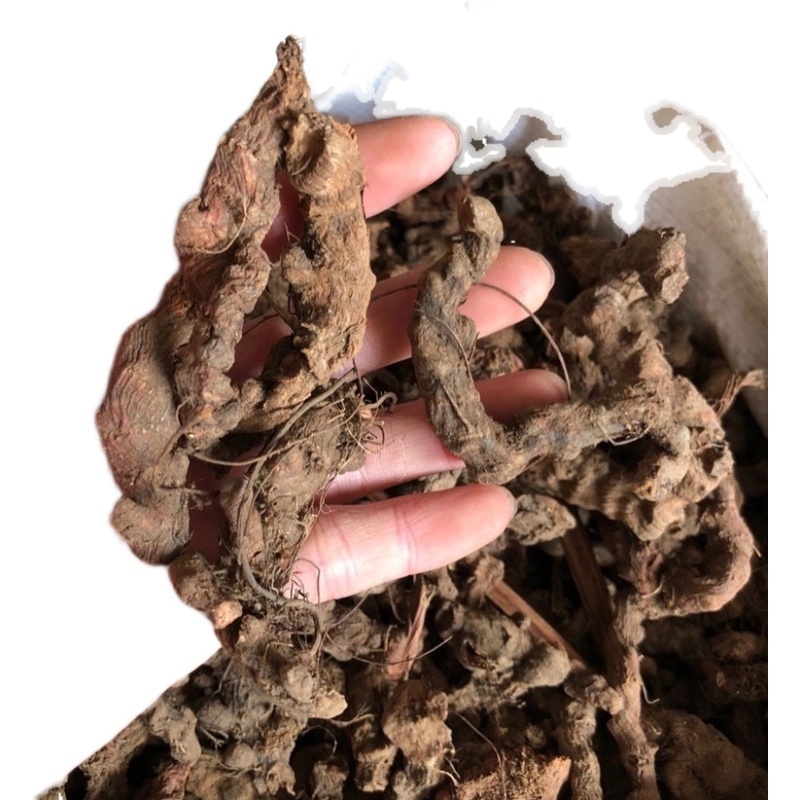 正宗大叶半边莲异叶茴芹乙阴莲葡萄叶秋海新货正品