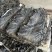 福建霞浦县剪头去尾90公分海带厂家海带批发