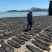 福建霞浦县剪头去尾90公分海带厂家海带批发