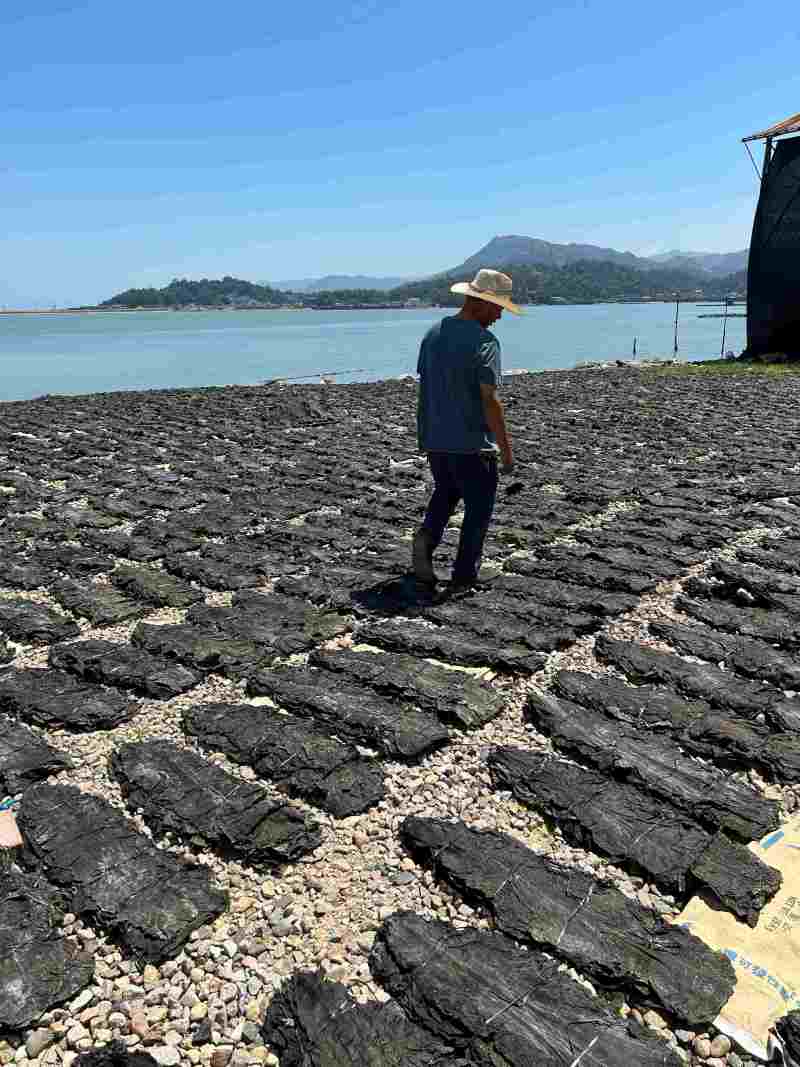 福建霞浦县剪头去尾90公分海带厂家海带批发