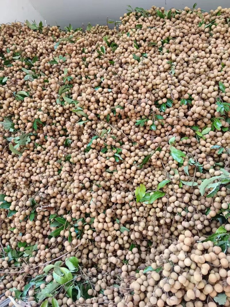 广西平南石硖龙眼大量上市欢迎来电咨询支持视频看货