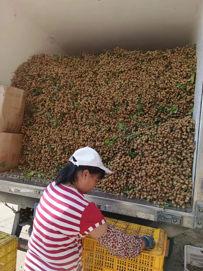 广西平南石硖龙眼大量上市欢迎来电咨询支持视频看货
