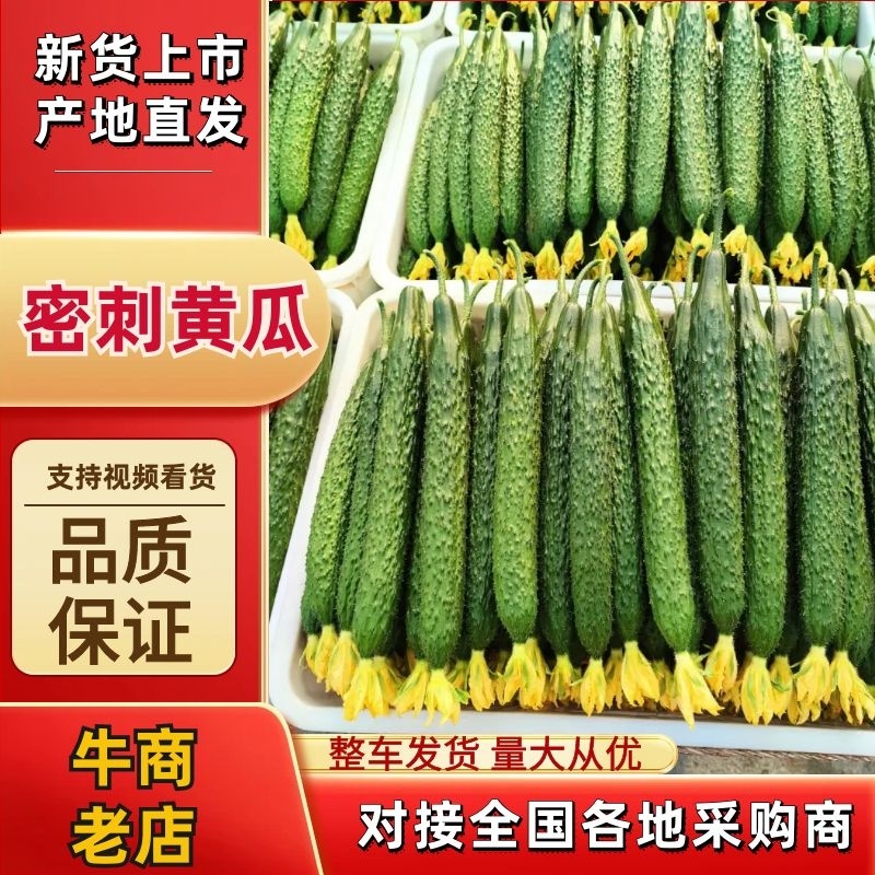 密刺黄瓜干花带刺鲜花带刺油亮黄瓜货源充足欢迎咨询