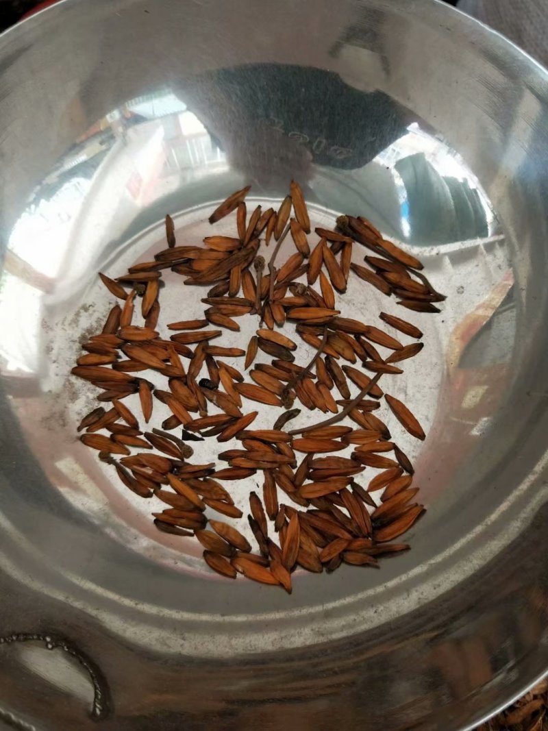大量批发喜树果喜树子喜树果籽千丈树天梓树