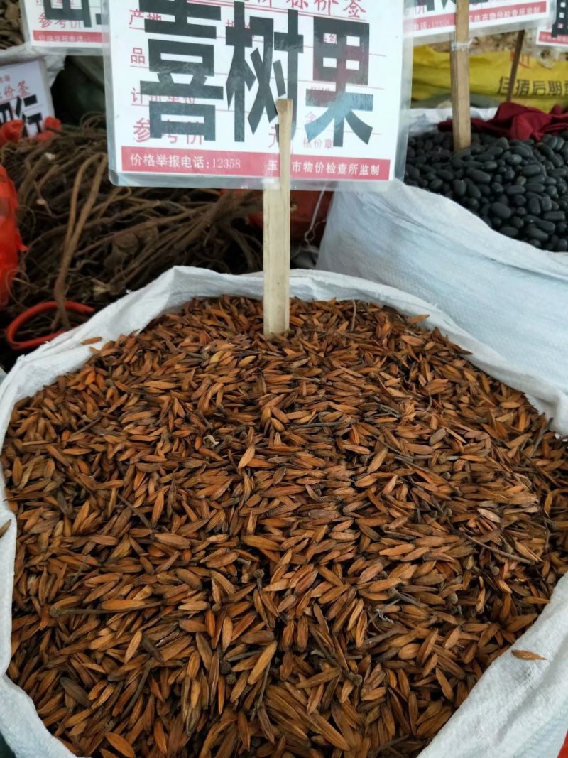 大量批发喜树果喜树子喜树果籽千丈树天梓树