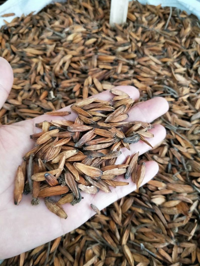 大量批发喜树果喜树子喜树果籽千丈树天梓树