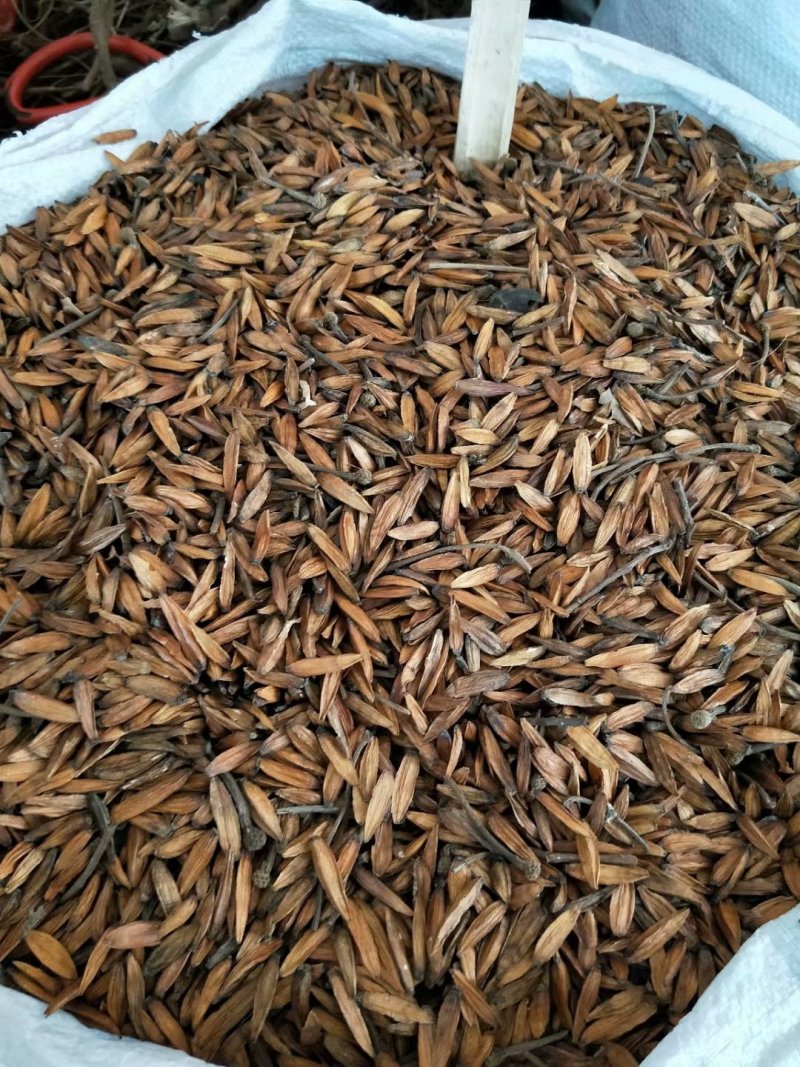 大量批发喜树果喜树子喜树果籽千丈树天梓树