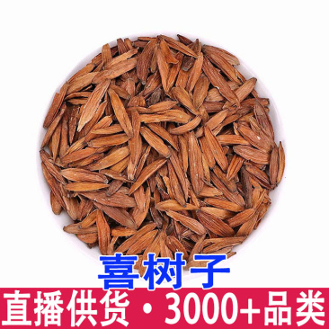 大量批发喜树果喜树子喜树果籽千丈树天梓树