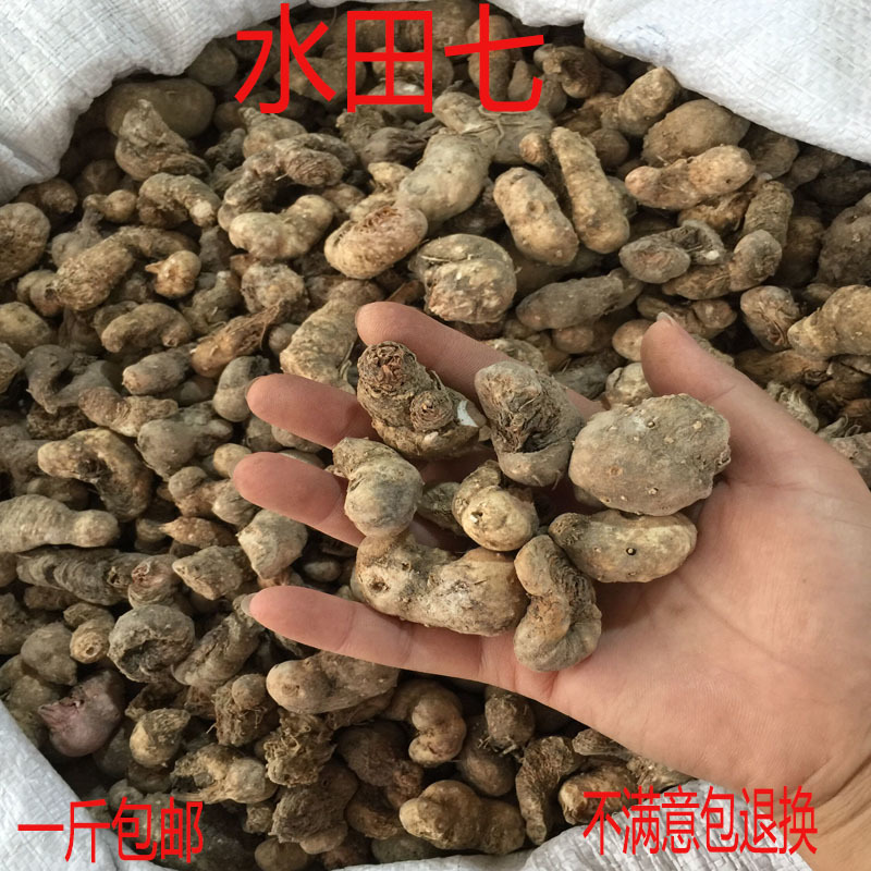大量批发正品水田七水三七水虾公屈头鸡土三七青鱼胆草新