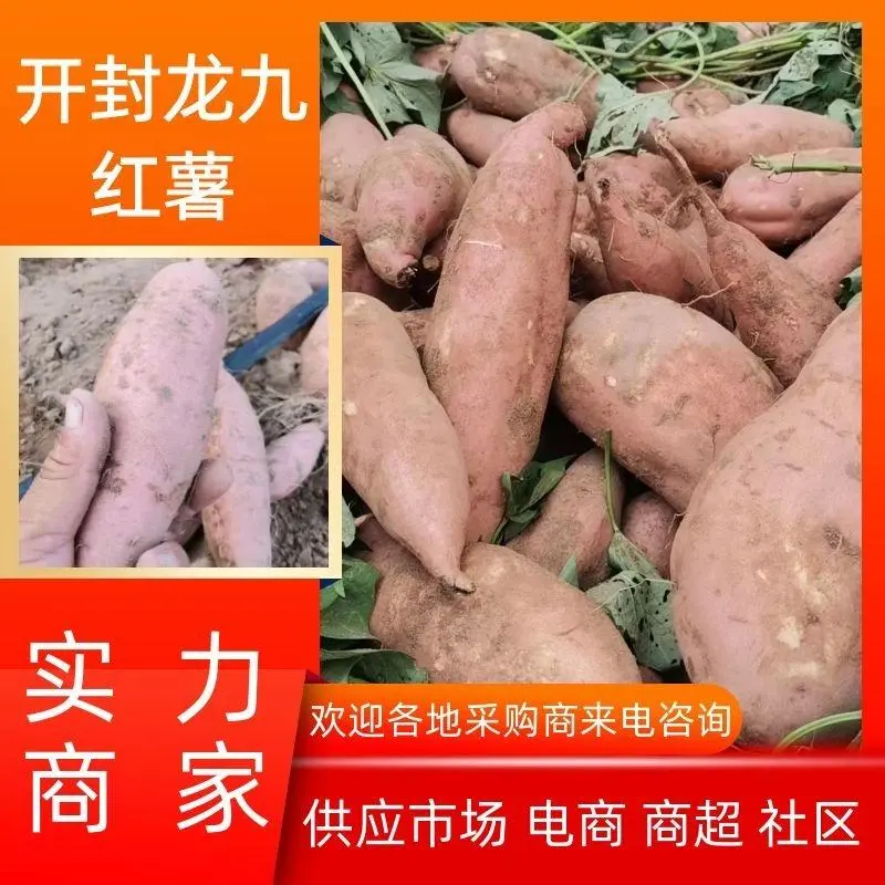 龙薯大量现货供应，河南产地直发，规格齐全，可视频看货