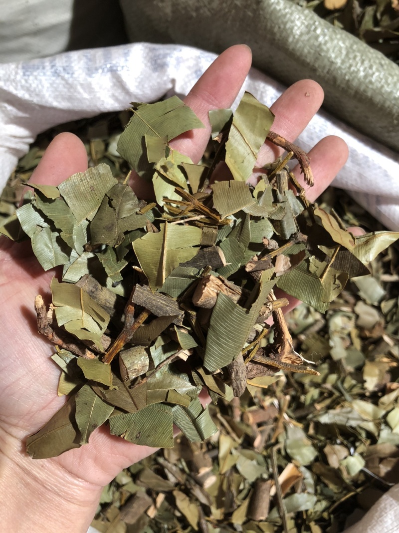 横经席跌打将军碎骨莲皮子黄梳篦王蟥