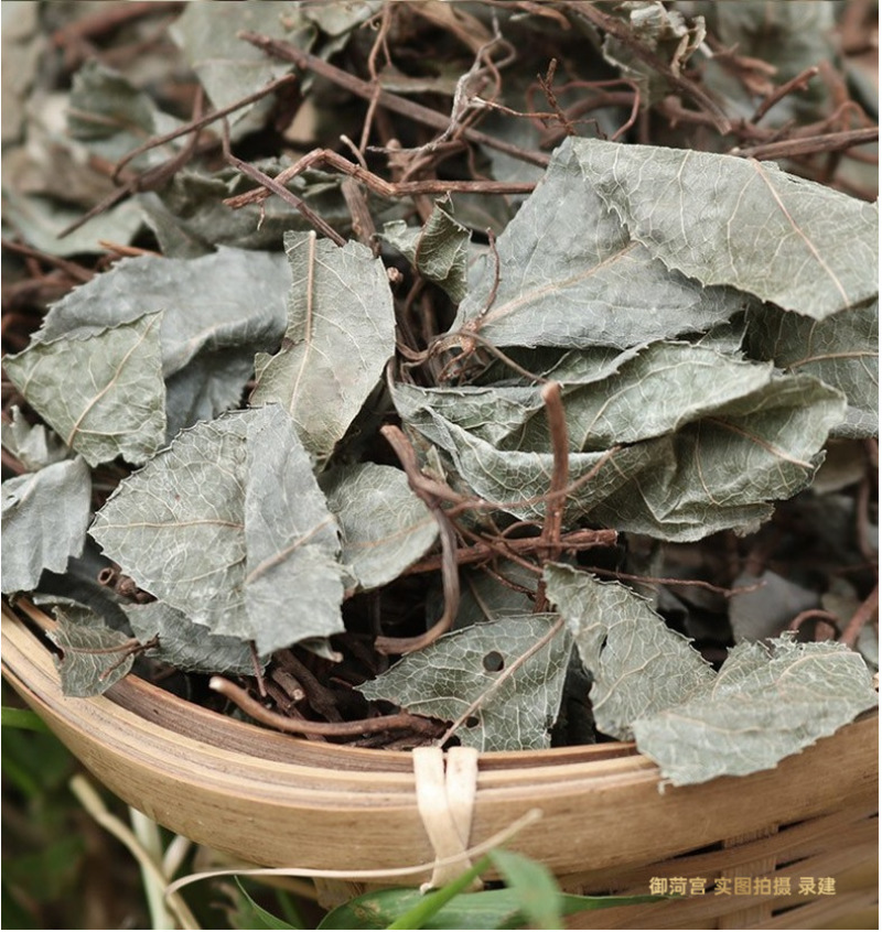 批发不出林矮地茶平地木叶下红小青矮茶