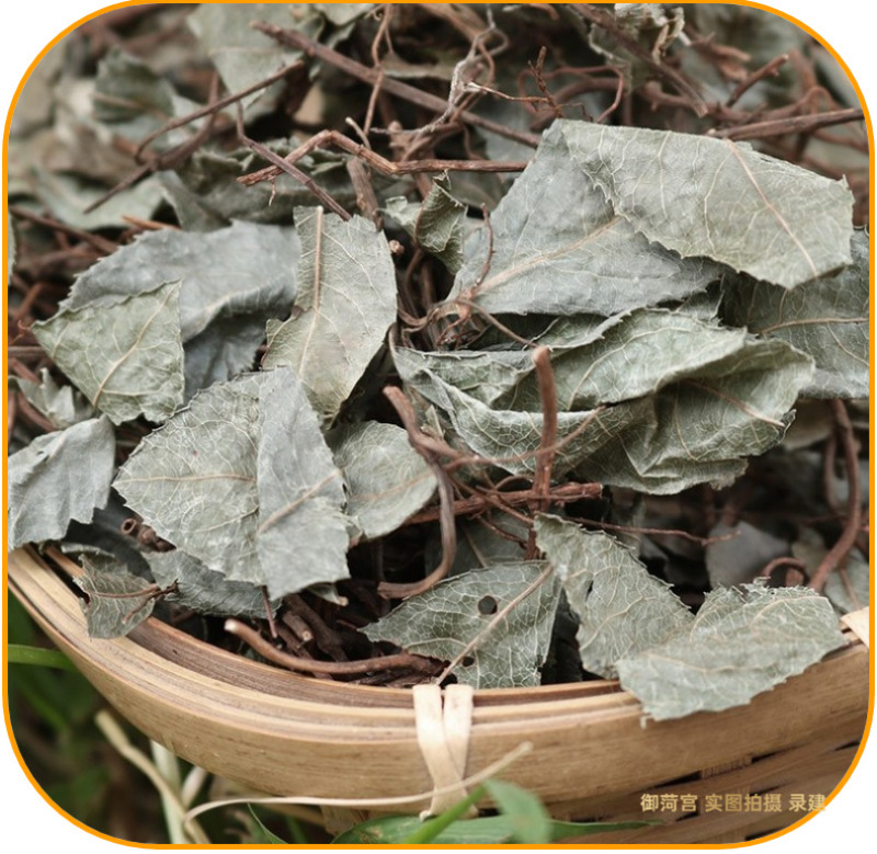 批发不出林矮地茶平地木叶下红小青矮茶