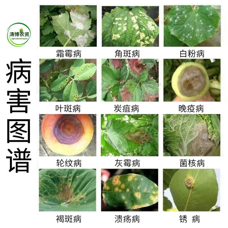 80%三氯异氰尿酸蔬菜果树黄瓜菌核病灰霉病疫病紫斑病