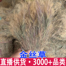 金丝草猫毛草肥马草枪草黄毛草笔子草中草药材批发