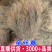 金丝草猫毛草肥马草枪草黄毛草笔子草
