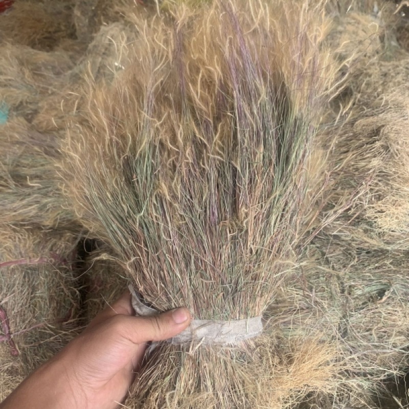 金丝草猫毛草肥马草枪草黄毛草笔子草