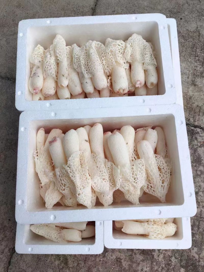 浙江竹荪红托竹荪大量上市全国发货欢迎采购