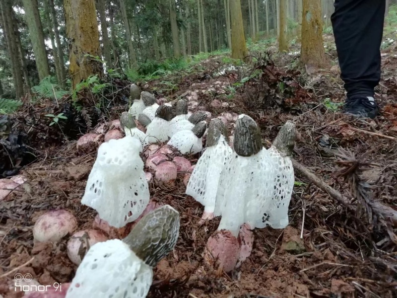 浙江竹荪红托竹荪大量上市全国发货欢迎采购