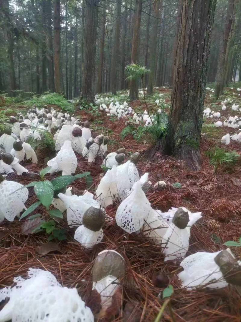 浙江竹荪红托竹荪大量上市全国发货欢迎采购