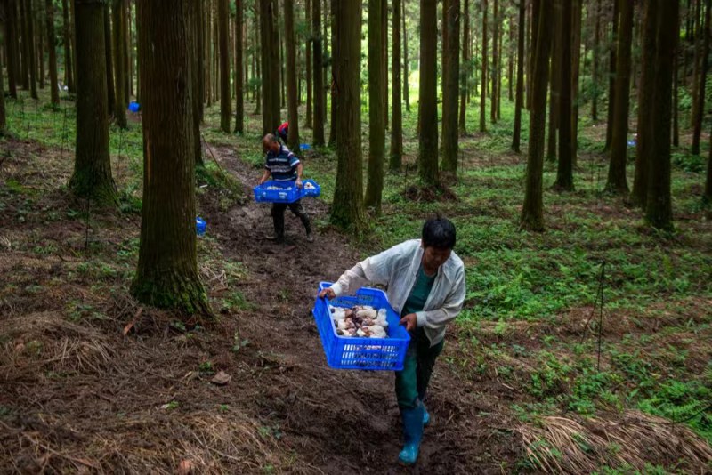 浙江竹荪红托竹荪大量上市全国发货欢迎采购
