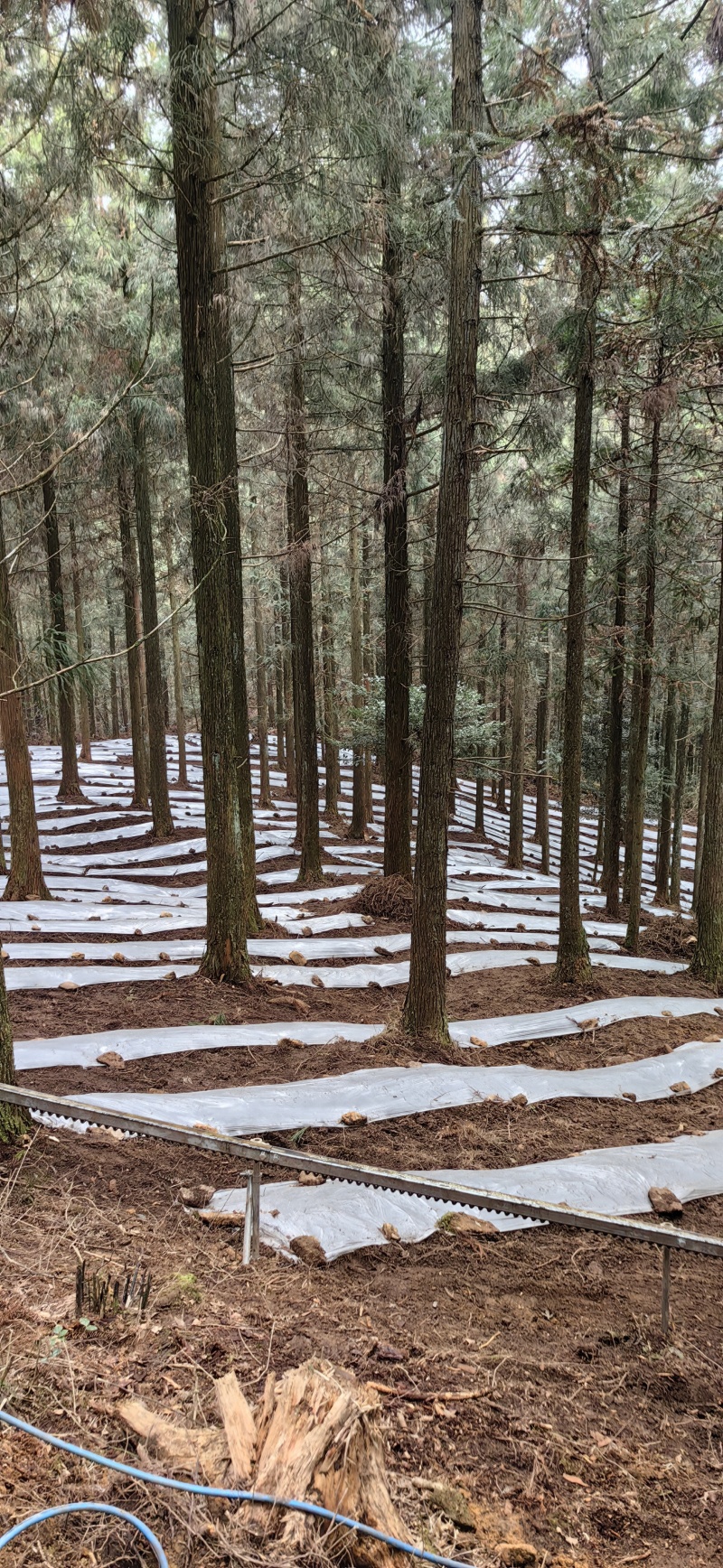 红托竹荪全国发货基地直供欢迎采购可视频看货