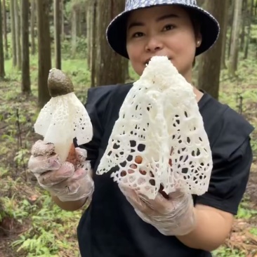 红托竹荪全国发货基地直供欢迎采购可视频看货