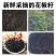 四川花椒籽鸽粮麻椒粒喂鸽子赛鸽椒目喂养信鸽喂鸡花椒籽泡脚