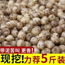 新货苦藠头小根蒜团葱苦茭苦叫小蒜头野生苦叫野小蒜苦茭团葱