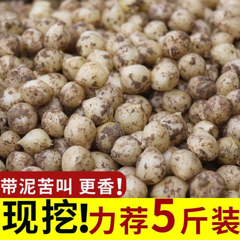 新货苦藠头小根蒜团葱苦茭苦叫小蒜头野生苦叫野小蒜苦茭团葱