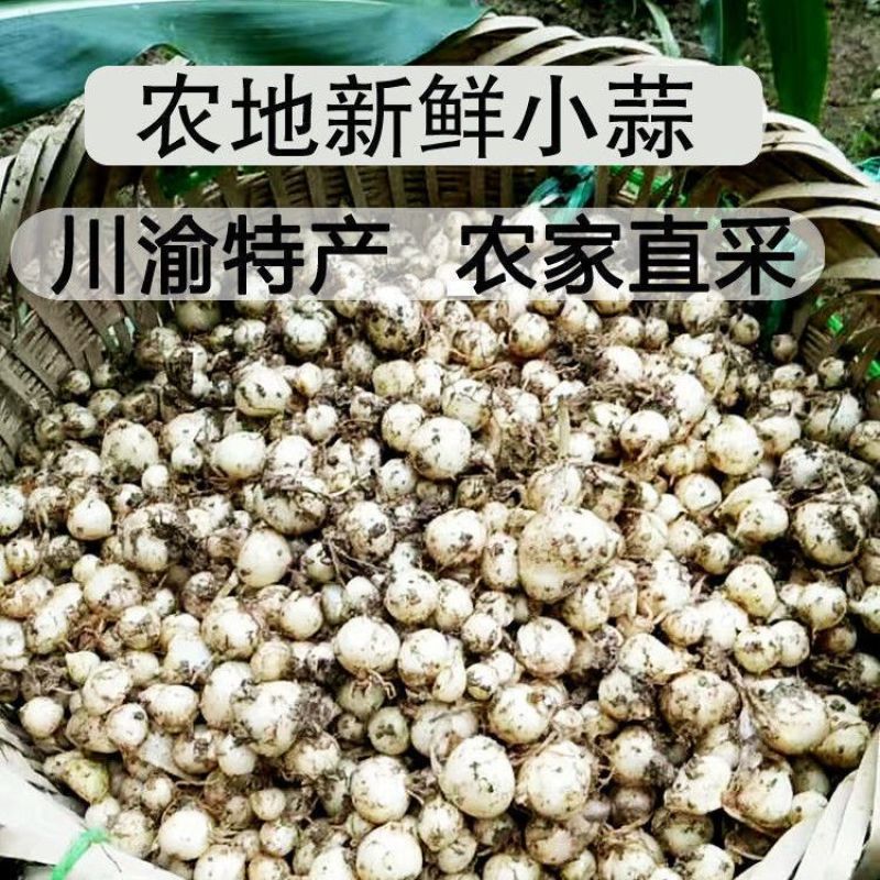 新货苦藠头小根蒜团葱苦茭苦叫小蒜头野生苦叫野小蒜苦茭团葱