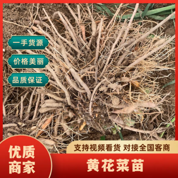 【黄花菜苗】大荔黄花菜苗常年供应支持找车量大从优