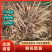 【黄花菜苗】大荔黄花菜苗常年供应支持找车量大从优