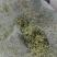 金银花绿货厂家直发品质保证欢迎咨询合作
