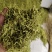 金银花绿货厂家直发品质保证欢迎咨询合作