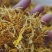 黄金银花厂家直发欢迎咨询合作量大价优