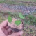 【热卖】江西赣州粉防己苗穴盘苗裸根苗大量上市基地发往全国