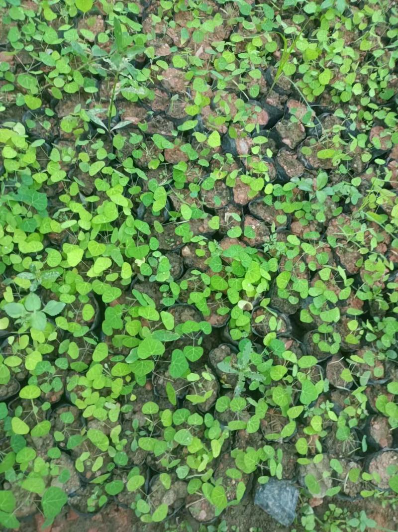 【热卖】江西赣州粉防己苗穴盘苗裸根苗大量上市基地发往全国