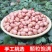 【推荐】手剥米308大白沙精品花生品质保障可视频看货