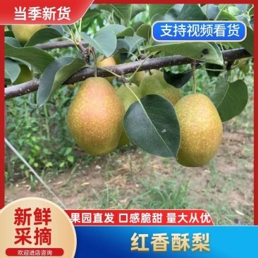 陕西渭南红香酥梨大量供应，产地直发，新鲜发货量大从优。