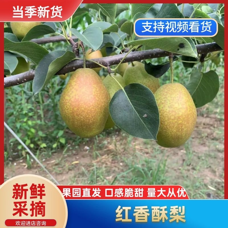 陕西渭南红香酥梨大量供应，产地直发，新鲜发货量大从优。