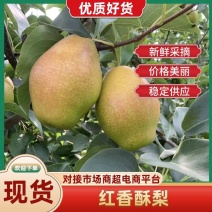 陕西渭南酥梨红香酥梨大量供应，产地直发，脆甜可口，新鲜采