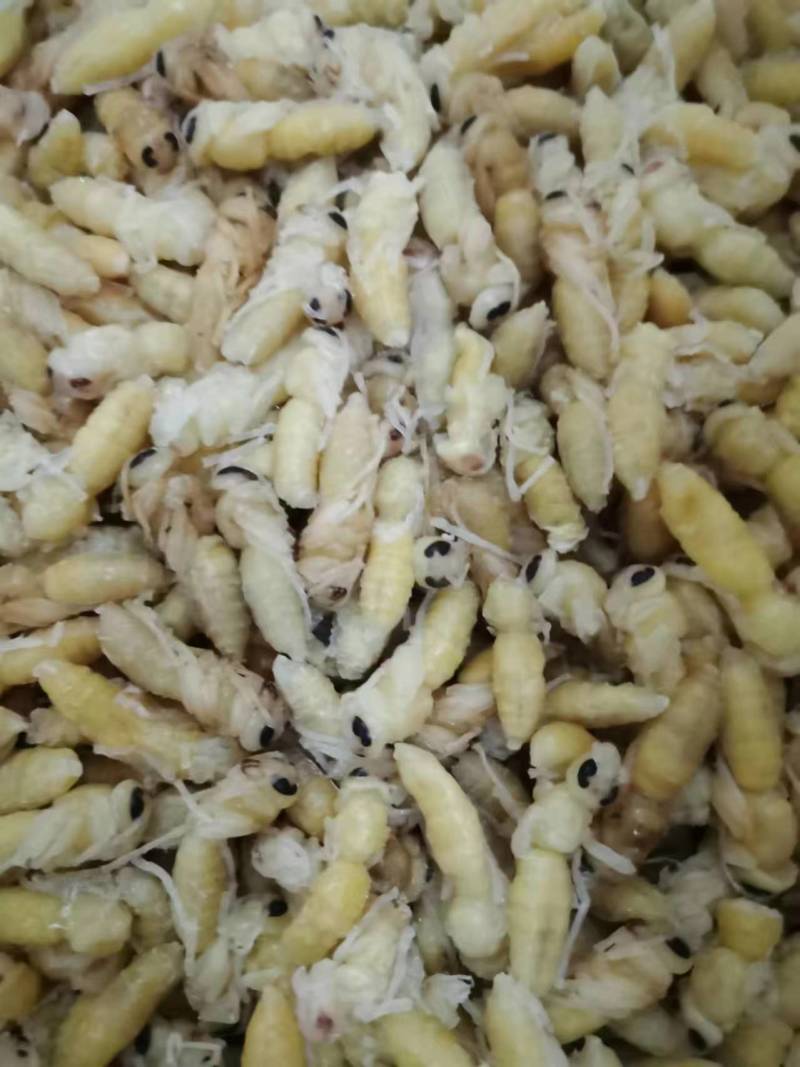 广东蜂蛹胡蜂幼崽含有大量高蛋白质全国接单可以空运一手货原