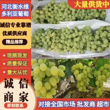 河北葡萄维多利亚葡萄青提大量上产地直发供电商团购批发