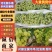 河北葡萄维多利亚葡萄青提大量上产地直发供电商团购批发