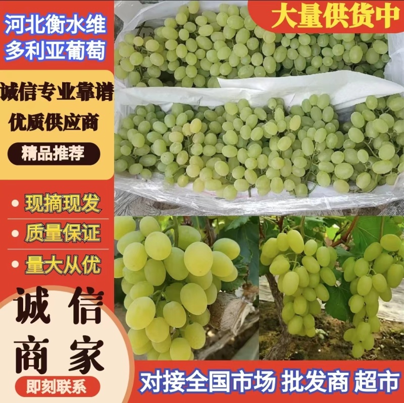 河北葡萄维多利亚葡萄青提大量上产地直发供电商团购批发