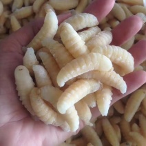 广东胡蜂蜂蛹量大质量好承接餐饮货源量大供货稳定全国接单