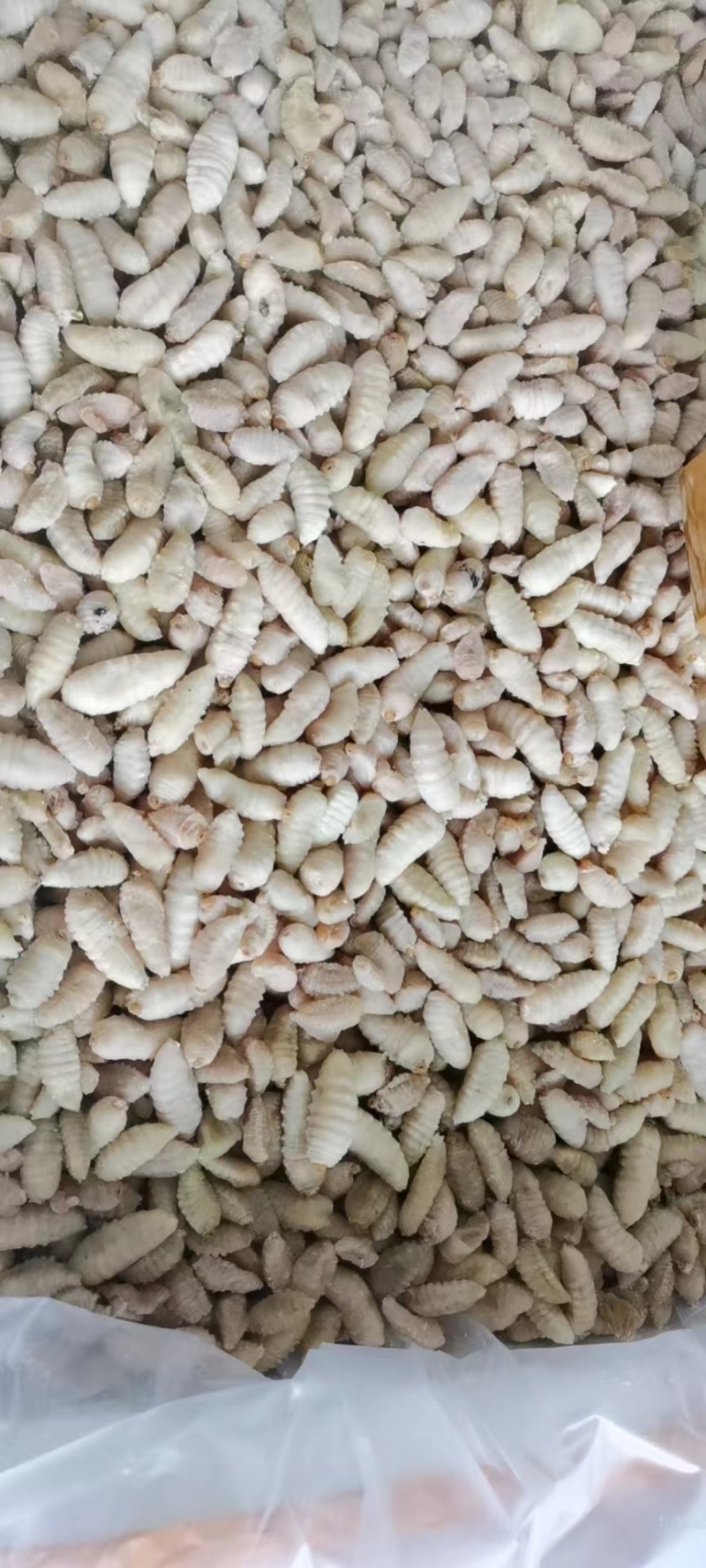 广东胡蜂蜂蛹量大质量好承接餐饮货源量大供货稳定全国接单