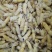 广东胡蜂蜂蛹量大质量好承接餐饮货源量大供货稳定全国接单