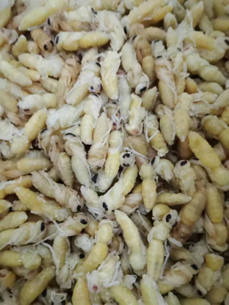 广东胡蜂蜂蛹量大质量好承接餐饮货源量大供货稳定全国接单